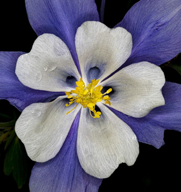 096Aquilegia 19-5956.jpg